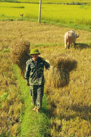 young soldier carries sheaves of rice with his stockade の写真素材