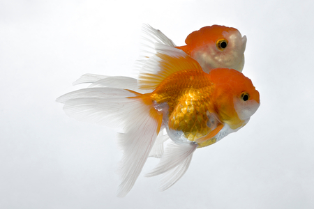 The double gold fish isolated on whiteの写真素材