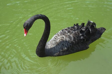 The black swan swimming aloneの写真素材