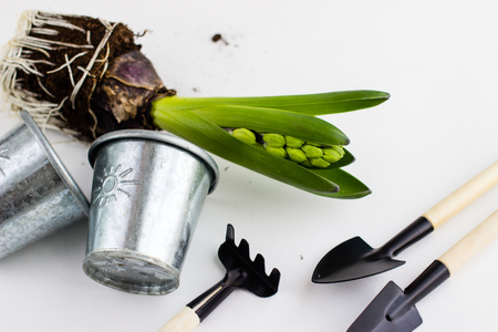 Gardening tools and hyacinth flower. Spring and summer cultivating plants. Earth environment and nature growing close up.の写真素材
