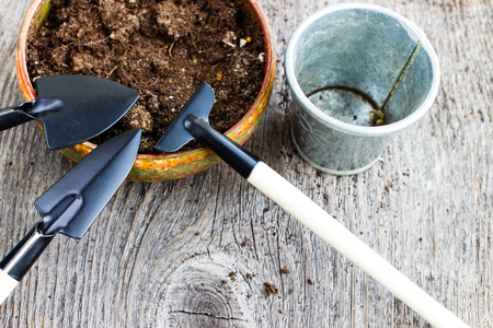 Gardening tools and hyacinth flower. Spring and summer cultivating plants. Earth environment and nature growing close up.の写真素材