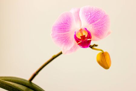 Fresh Orchid flower on light blue background. Beauty and health. Greeting card. Feminine designの写真素材