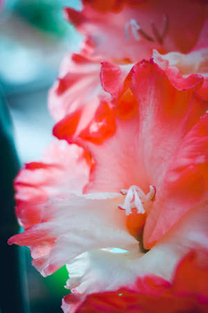 Beautiful gladiolus flower on floral exhibition. Isolated bright selection garden plant. Decorative flowers. Close up.の写真素材