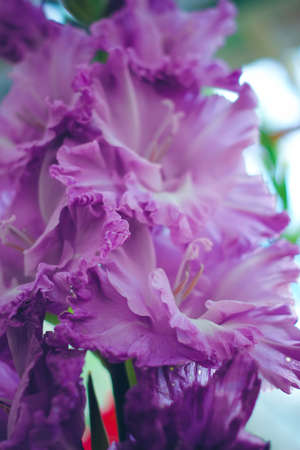 Beautiful gladiolus flower on floral exhibition. Isolated bright selection garden plant. Decorative flowers. Close up.の写真素材