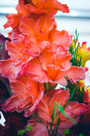 Beautiful gladiolus flower on floral exhibition. Isolated bright selection garden plant. Decorative flowers. Close up.の写真素材
