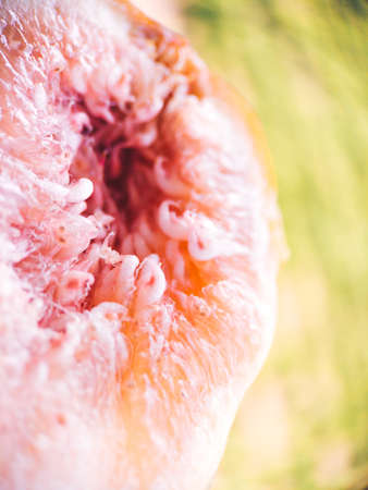 Fresh fig fruit pulp macro soft focus close up. Organic food beautiful background. Harvesting figs. Shallow depth of field fruit texture. High quality photoの写真素材