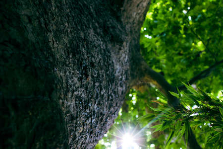 Looking up to an old tree and sunbeams through lush leaves. Summer chill background with old tree...