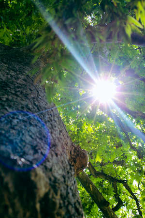 Looking up to an old tree and sunbeams through lush leaves. Summer chill background with old tree...