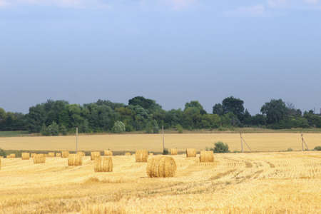 Haystacks in summer field harvesting background. Mid-simmer and autumn rural scene with hay bales...