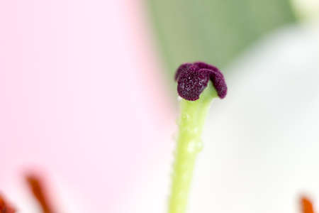 Macro flower blossom with water droplet. Abstract nature blurred background. Beautiful Macro shot with tender wet blossom.の写真素材