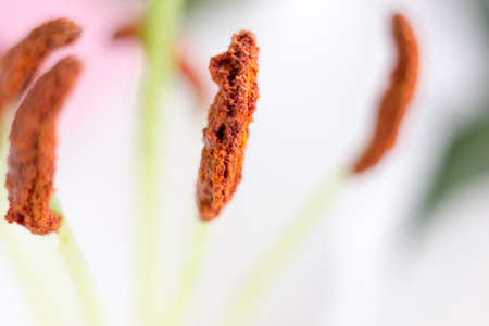 Macro flower blossom with water droplet. Abstract nature blurred background. Beautiful Macro shot with tender wet blossom.の写真素材