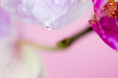 Beautiful Macro Orchid Flower. Abstract blurry natural background. Light fragile blossoms with waterdrops.の写真素材