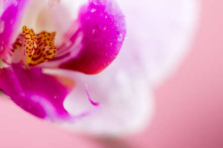 Beautiful Macro Orchid Flower. Abstract blurry natural background. Light fragile blossoms with waterdrops.の写真素材