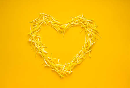 Bright Yellow Floral petals flat lay background. Summer yellow simple wallpaper for social media amd template layots.の写真素材