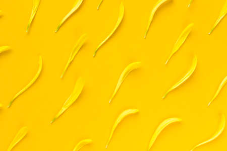 Bright Yellow Floral petals flat lay background. Summer yellow simple wallpaper for social media amd...