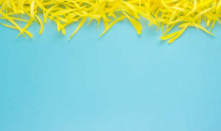 Bright Yellow Floral petals flat lay background. Summer yellow simple wallpaper for social media amd...