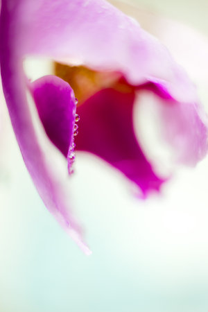 Beautiful Macro Orchid Flower. Abstract blurry natural background. Light fragile blossoms with waterdrops.の写真素材