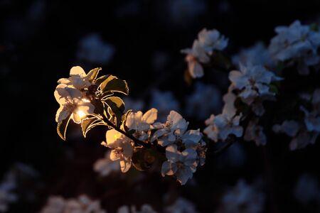 Blooming branch of an Apple tree at dusk. The white Flower is illuminated by a warm contour light. The rest of the flowers are in the shade. There is space for text.の写真素材