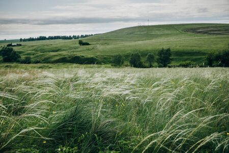 The green grass ripples in tThe green grass ripples in the wind. In the background, you can see a green hill and trees. The sky is cloudy.の写真素材