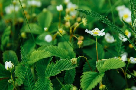 White wild strawberry flowers in green foliage. High quality photoの写真素材