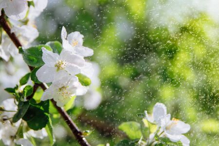 Beautiful white flowers of an Apple tree on a branch and small green leaves. Raindrops fall on the flowers, which glow in the sun. There is space for text. High quality photoの写真素材