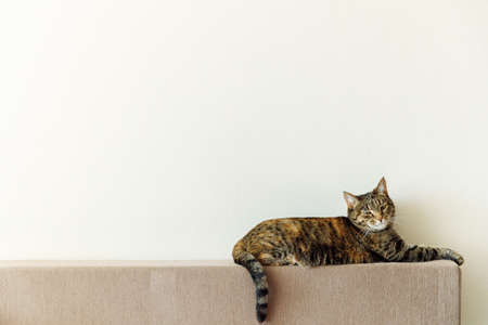 A tabby brown cat sits on the back of a sofa in the lower corner of the frame. The cat's tail hangs down. There is an empty space for the text. High quality photoの写真素材