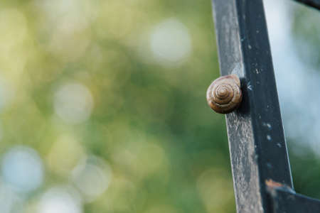 A grape snail in a brown shell crawls along an iron black fence. The background is blurred with beautiful circles. High quality photoの写真素材