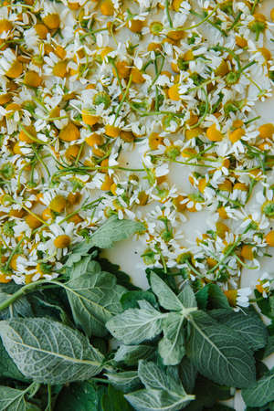 Flat image of meadow chamomile flowers and green mint leaves on a white tray. Flat lay. High quality photoの写真素材