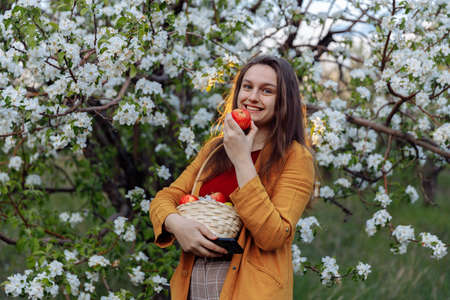 A young girl is holding a red apple and smiling. Apple trees bloom in the backgroundの写真素材