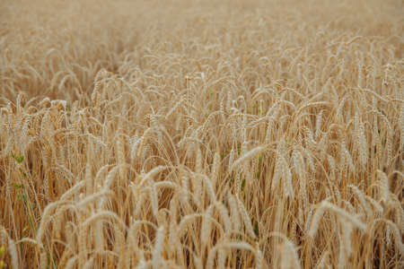 A field of beautiful ripe wheat. Golden Branches of Wheat bowed by the weight of the harvest. High...