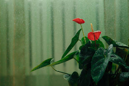 Red buds of Anthurium on rich green foliage. Water droplets create a magical atmosphere. High quality photoの写真素材