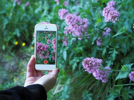Photo of smartphone making a photo of flowers, in nature, genoa, Italy