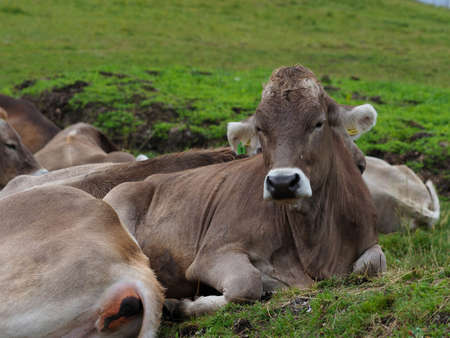 free cows over mountain high pathwayの写真素材