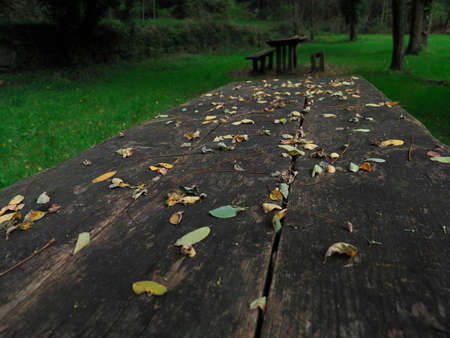 pcknic place in the forest