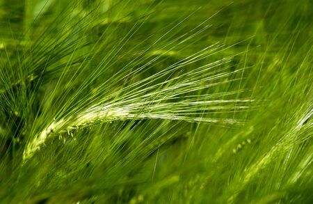 Wheatの写真素材