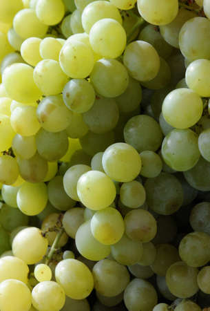grape at the marketの写真素材