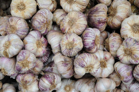 garlicの写真素材