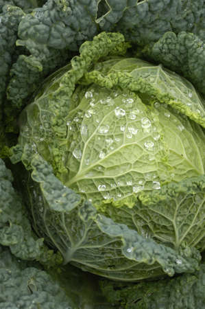 cabbageの写真素材