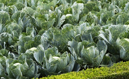 cabbageの写真素材