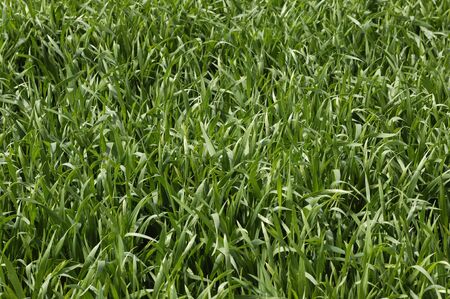 close up of wheat field in Franceの写真素材