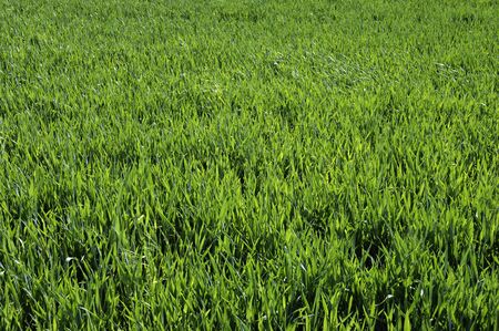 close up of wheat field in Franceの写真素材