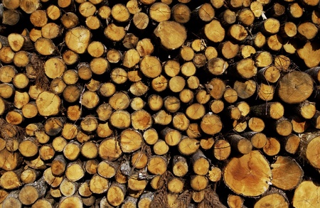 log in a forest