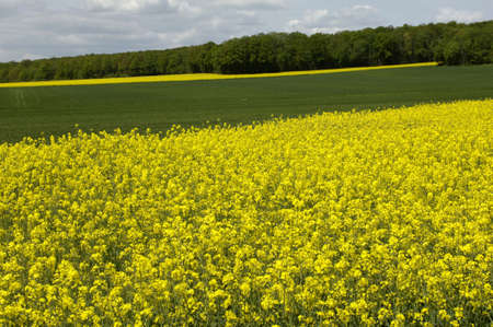 France, a field of rape in spring