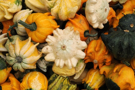 horizontal picture of a pumpkins in a gardenの写真素材