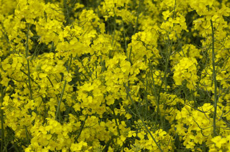 France, a field of rape in spring