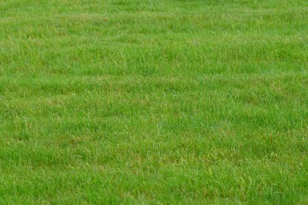 lawn in a public gardenの写真素材