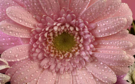 stall of gerbera on the marketの写真素材
