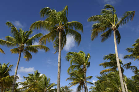 palm tree in Guadeloupeの写真素材