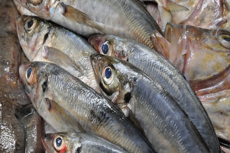 fish in a French fish shop