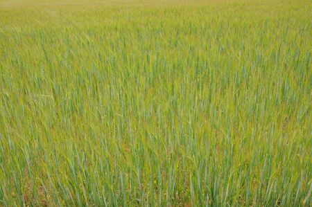 close up of wheat field in Franceの写真素材